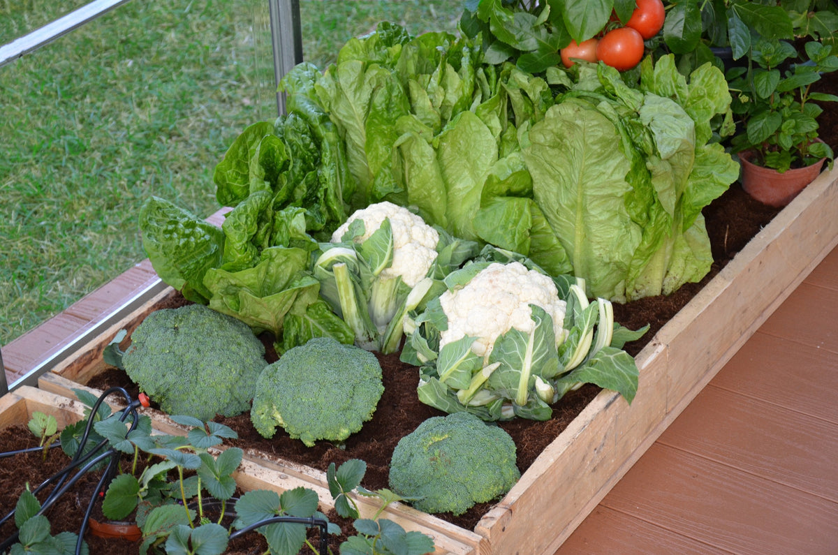 Palram-Canopia® Drip Irrigation Kit