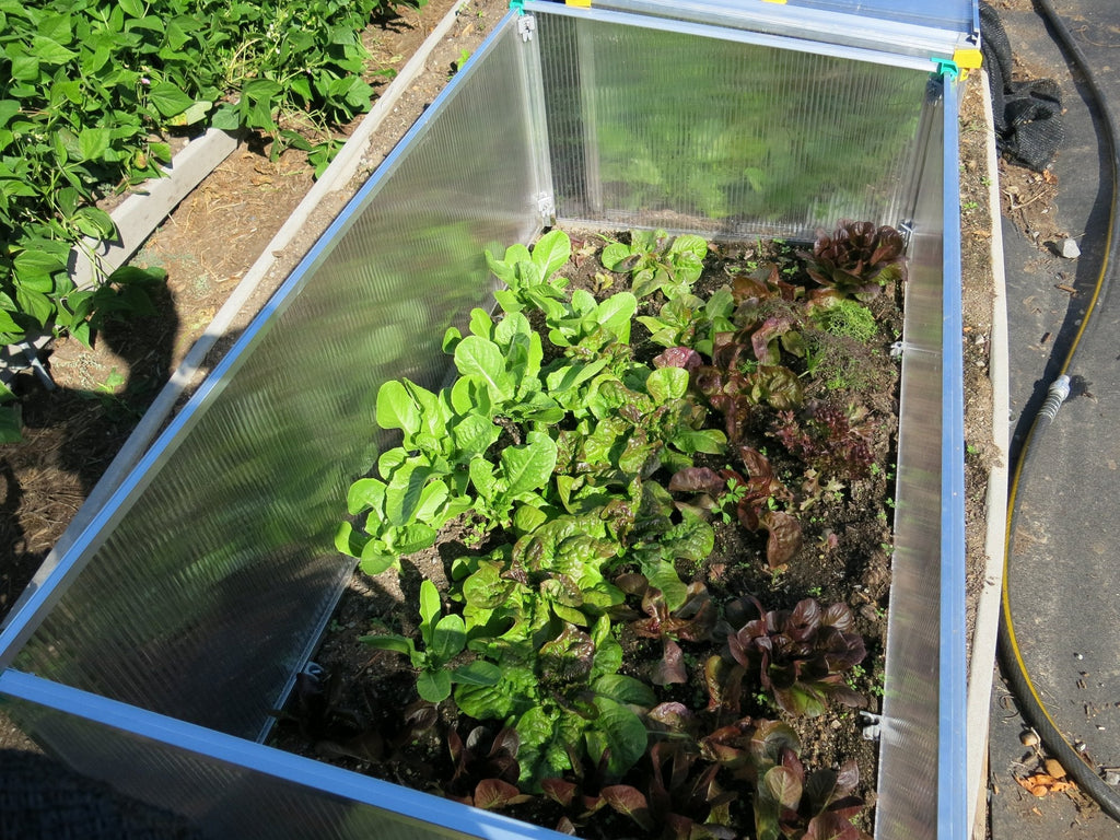 BioStar 1500 Premium Cold-Frame